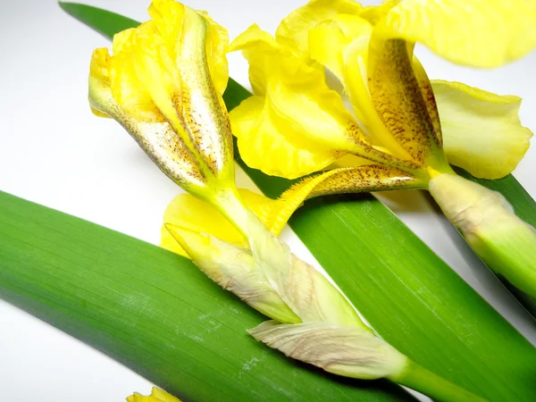 Flor amarilla del iri —  Fotos de Stock