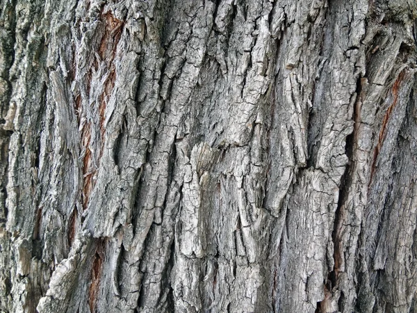 stock image Texture of tree