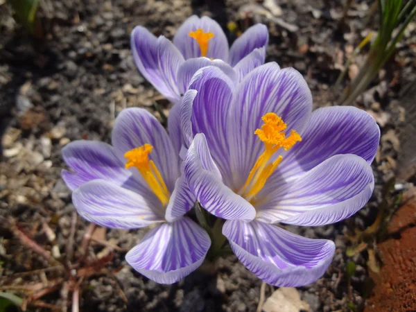 Krokusy — Stock fotografie