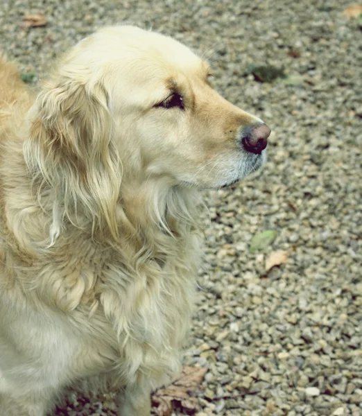 stock image Chien profil