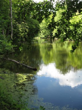 Blue lake in the summer forest clipart