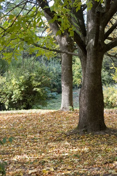 stock image Autumn in the park