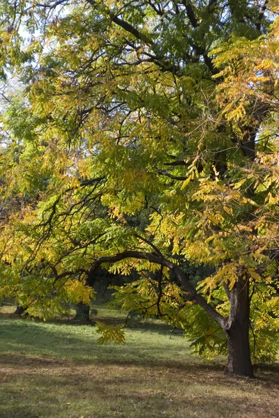 stock image Autumn in the park