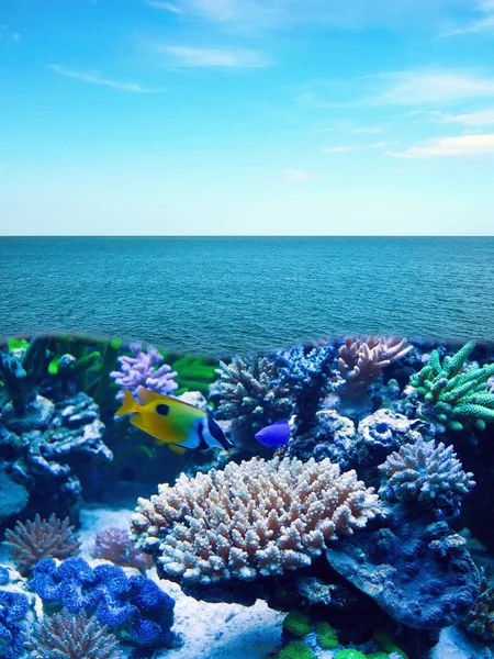 Onderwaterleven — Stockfoto
