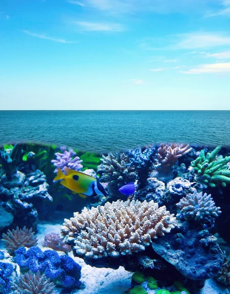Подводная жизнь — стоковое фото