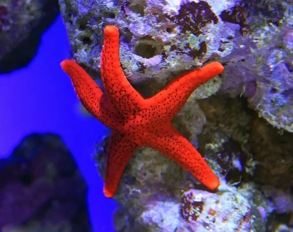 Pesce stellato — Foto Stock
