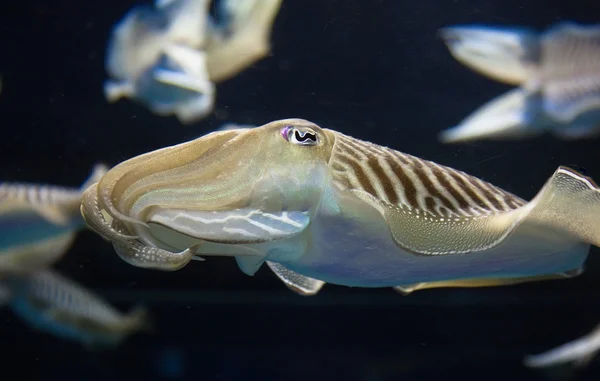 Cuttlefish — Stock Photo, Image