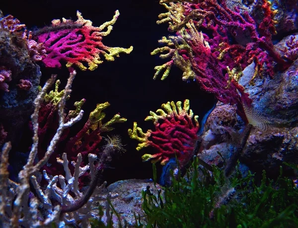 Trópusi akvárium — Stock Fotó