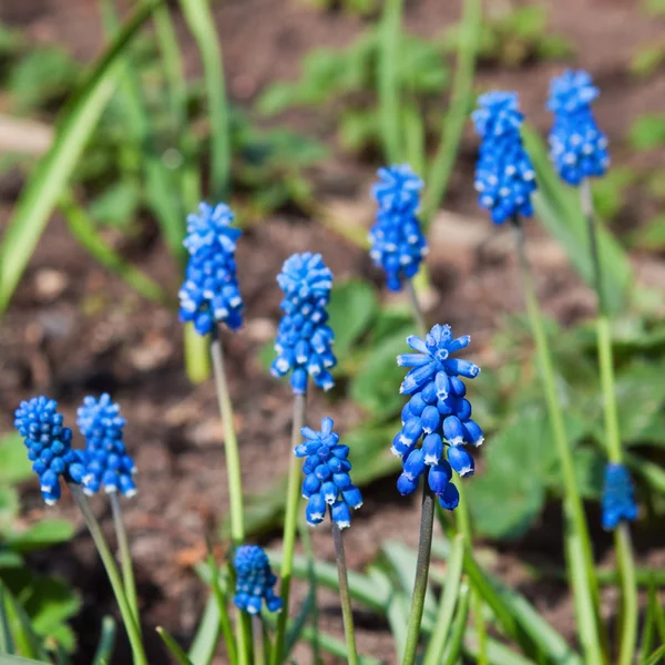 stock image Muskari flowers