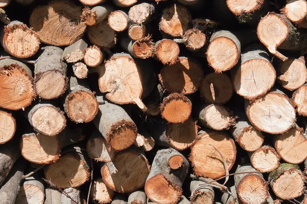 Вирізати деревини — стокове фото