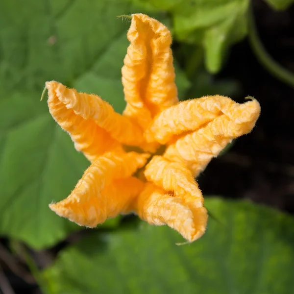 スカッシュの花 — ストック写真