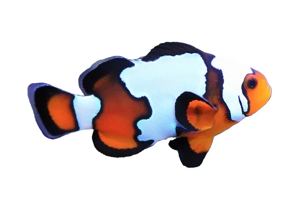 Pesce pagliaccio — Foto Stock