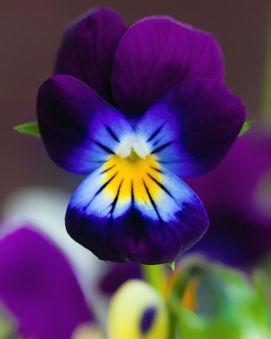 Pansy clipart