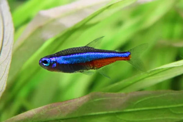 Blue neon- freshwater fish Stock Photo