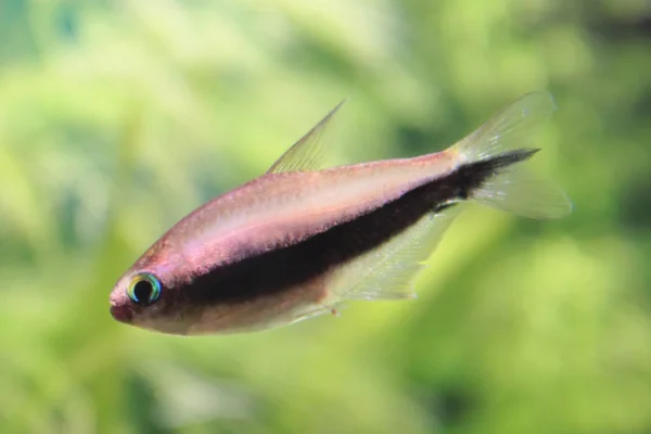 Tetra Palmeri fish Stock Photo