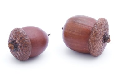 iki acorns