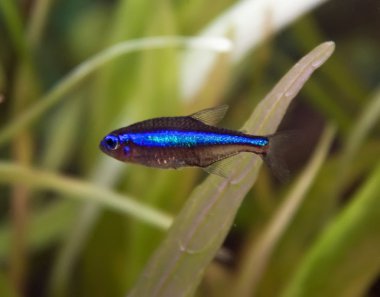 Blue neon tetra fish clipart