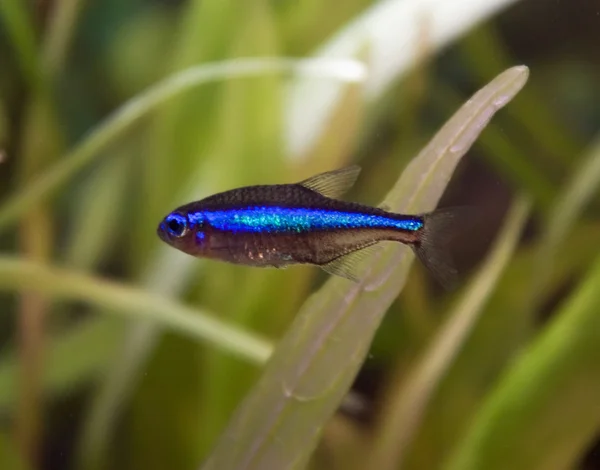Mavi neon tetra balık — Stok fotoğraf