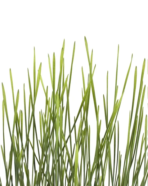 Grass grappolo — Foto Stock