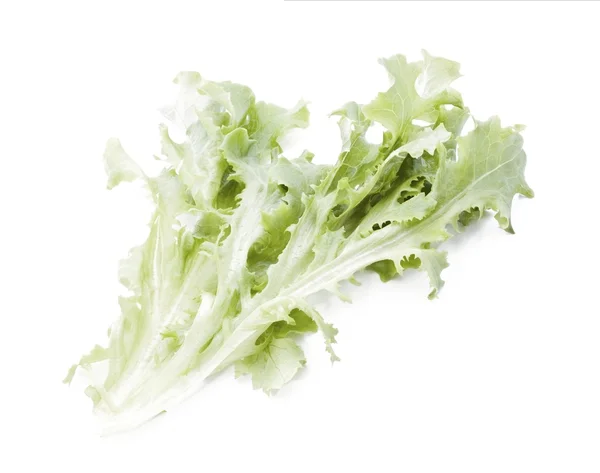 Bunch of the fresh lettuce — Stock Photo, Image