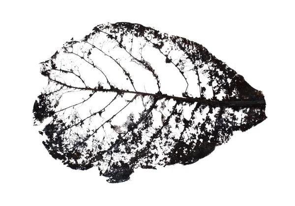 Структура индийского миндального листа — стоковое фото