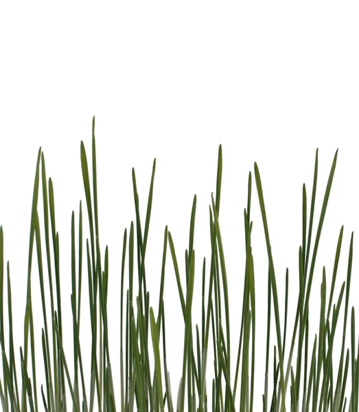 Early grass — Stock Photo, Image