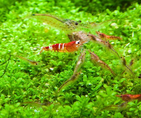 Cristal camarão vermelho — Fotografia de Stock