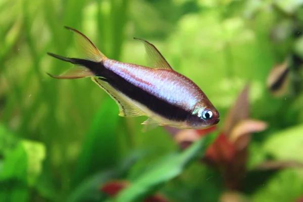 Tetra fish Stock Picture