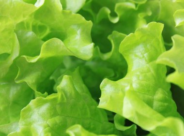 Green lettuce clipart