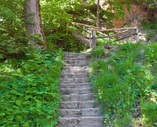 Treppen im Wald — Stockfoto