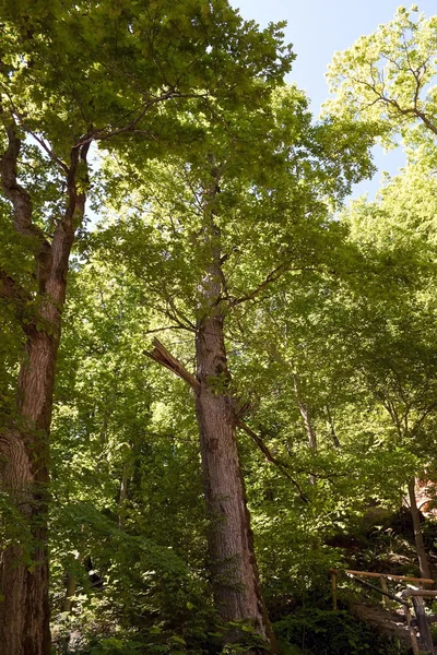 Деревянный лес — стоковое фото