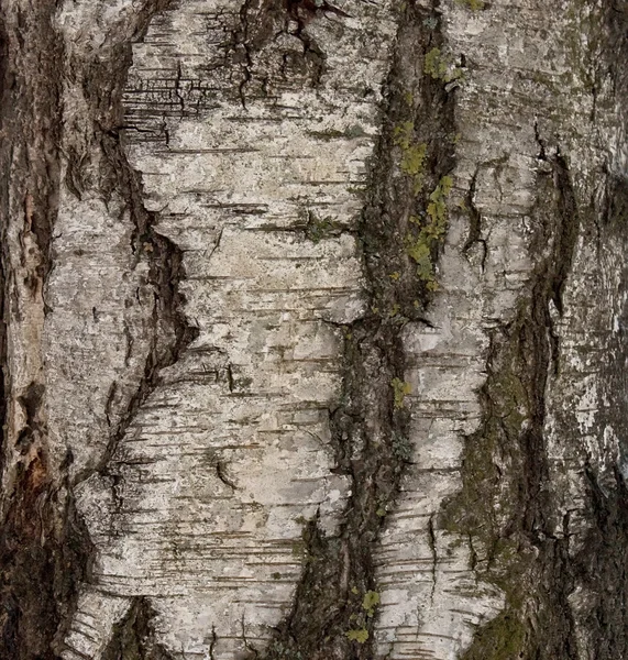 Birch texture — Stock Photo, Image