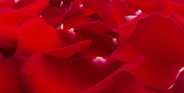 Elegantes pétalas de rosa vermelha — Fotografia de Stock