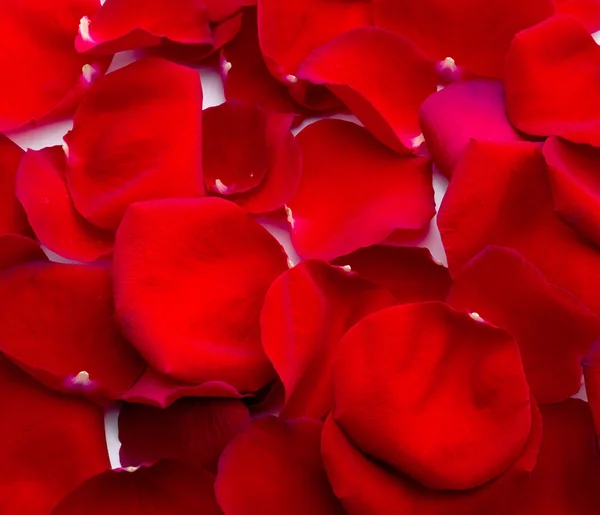 Rose petals background — Stock Photo, Image