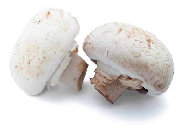 Två champignons — Stockfoto