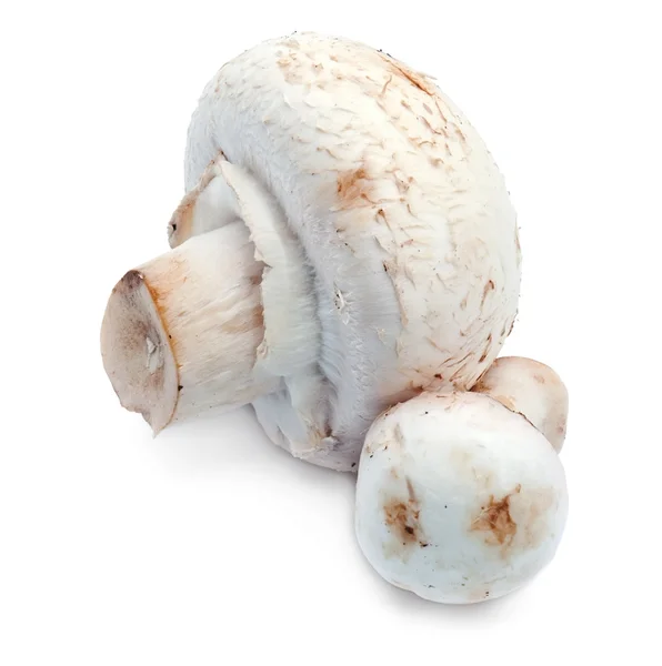 在白色的香菇 — 图库照片