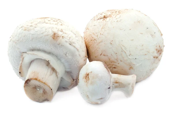 Pilze auf weißem Grund — Stockfoto