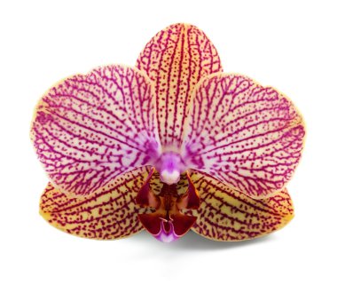 Elegant orchidea clipart