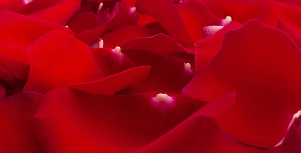 Élégantes pétales de rose rouge — Photo