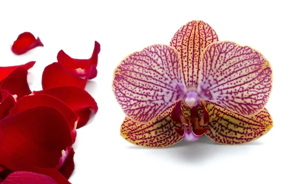 Orquídea violeta com pétalas de rosa vermelha — Fotografia de Stock