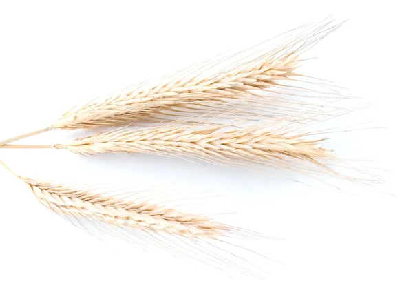 Kłos pszenicy i jęczmienia — Zdjęcie stockowe