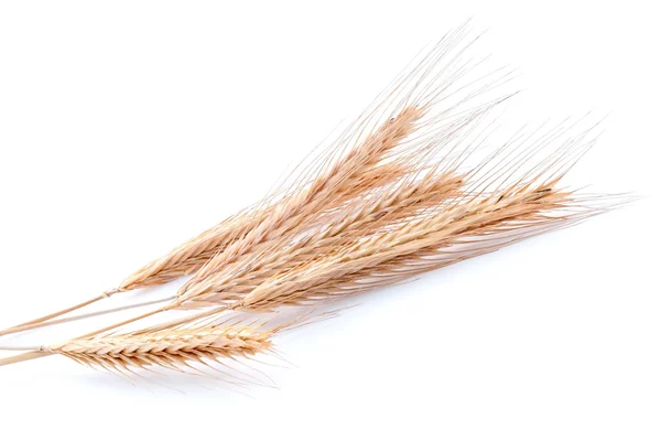 Пшеница на белом цвете — стоковое фото