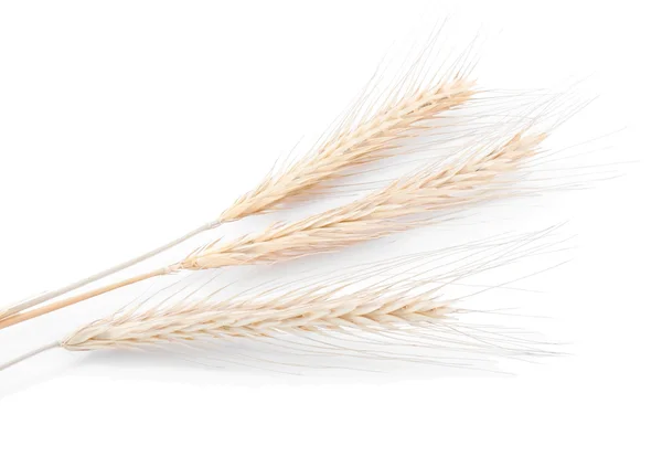 Ječmen nebo pšenice — Stock fotografie