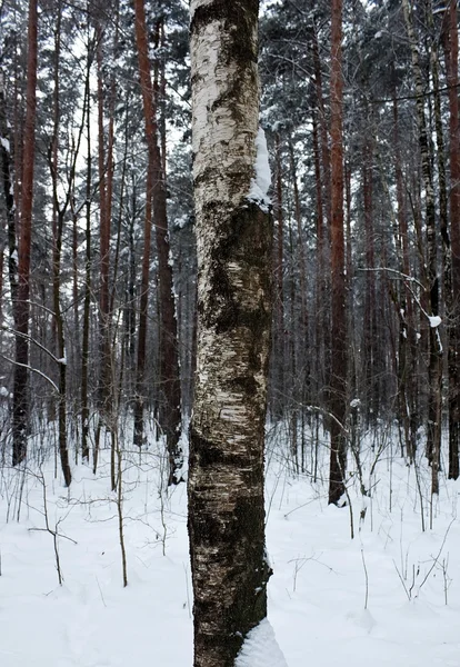 Björk stammen i skogen vinter — Stockfoto