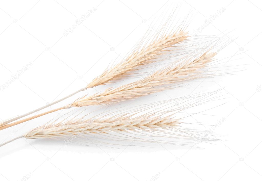 Barley or wheat