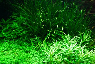 Aquarium plants clipart