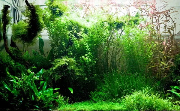 水族馆植物 — 图库照片