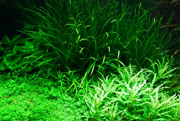 Plantas de aquário — Fotografia de Stock