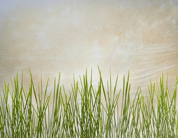 Zelené trávy na starý papír textury — Stock fotografie