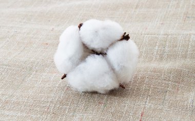 Cotton clipart
